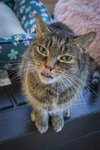 Daisy (FCID# 09/03/2020 - 57) C - Photo 3