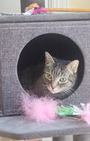 Daisy (FCID# 09/03/2020 - 57) C - Photo 2
