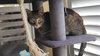 Daisy (FCID# 09/03/2020 - 57) C - Photo 1