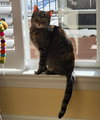 Daisy (FCID# 09/03/2020 - 57 Glen Mills PS) C - Photo 3