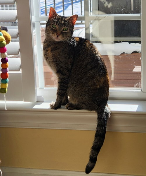 DAISY (FCID# 09/03/2020 - 57) C - Tabby / Domestic Short Hair available for adoption