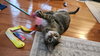 Daisy (FCID# 09/03/2020 - 57 Glen Mills PS) C - Photo 4