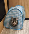 Daisy (FCID# 09/03/2020 - 57 Glen Mills PS) C - Photo 2