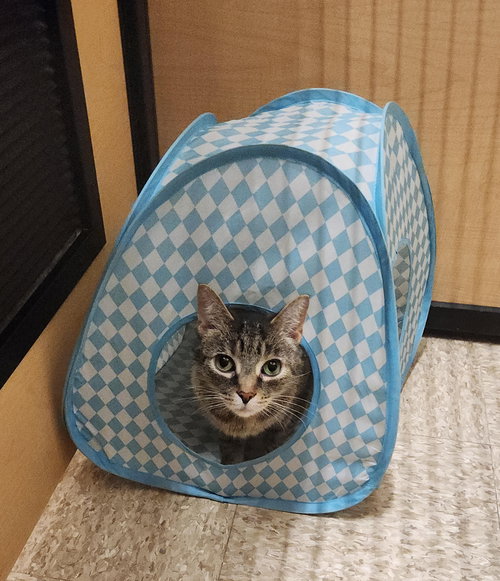 Daisy (FCID# 09/03/2020 - 57 Glen Mills PS) C, Adult Tabby / Domestic Short Hair / Mixed (short coat), cat for adoption in Lancaster, Pennsylvania