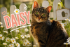 Daisy (FCID# 09/03/2020 - 57 Glen Mills PS) C - Photo 1
