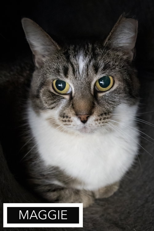 Maggie: Barn Cat (FCID#10/09/2025-75), Adult Domestic Short Hair (short coat), cat for adoption in Lancaster, Pennsylvania