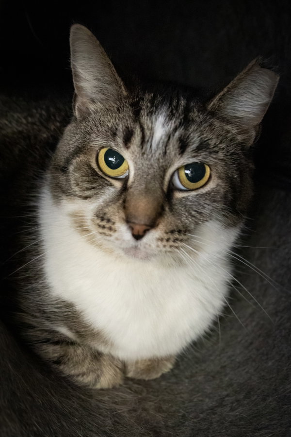 Maggie: Barn Cat (FCID#10/09/2025-75) C