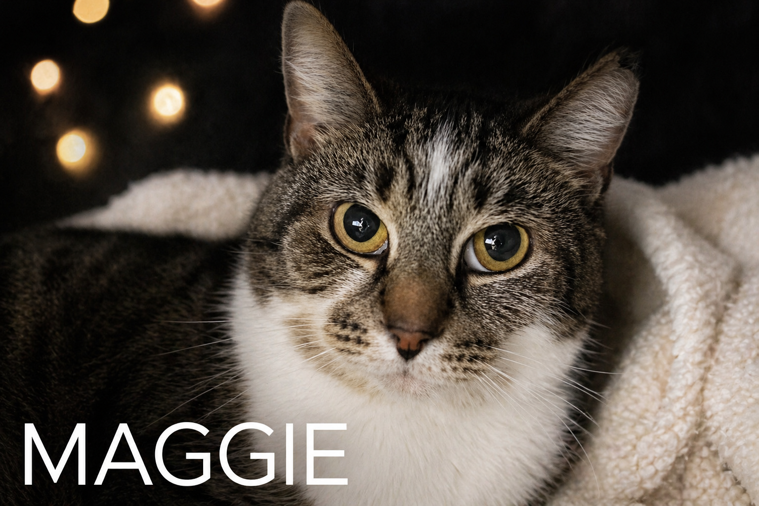 Maggie: Barn Cat (FCID#10/09/2025-75) Image