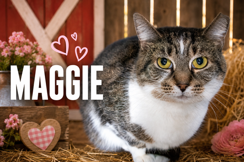 Maggie: Barn Cat (FCID#10/09/2025-75) C