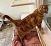 Charlie (FCID# 12/18/2023 - 71 Trainer) - Photo 3