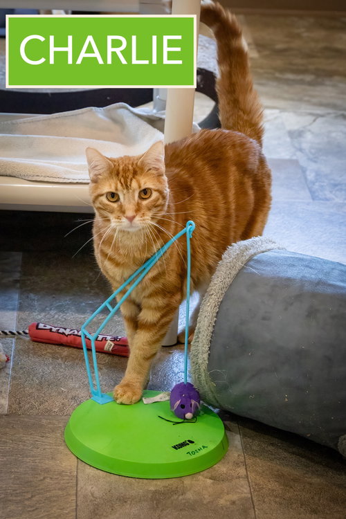 CHARLIE (FCID# 12/18/2023 - 71 TRAINER) - Domestic Short Hair available for adoption