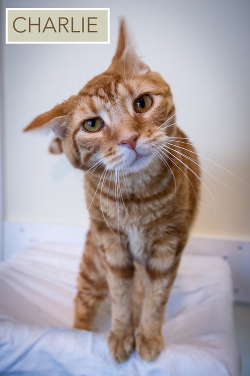 CHARLIE (FCID# 12/18/2023 - 71 TRAINER) - Domestic Short Hair available for adoption