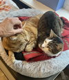Lola (FCID# 01/04/2024 - 89 Millsboro PS) - Photo 4
