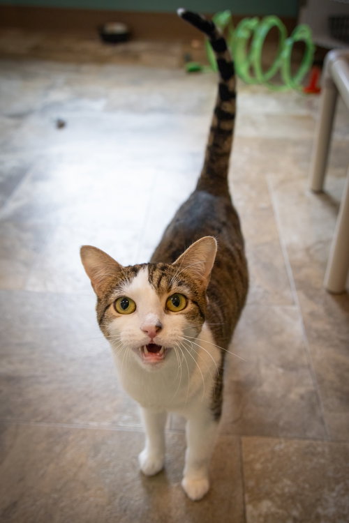 LOLA (FCID# 01/04/2024 - 89 MILLSBORO PS) - Tabby / Domestic Short Hair available for adoption