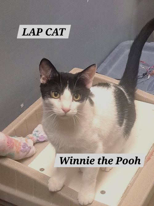Winnie the Pooh (FCID# 10/23/25-4 Brandywine) KDC, an adoptable Domestic Short Hair in Greenville, DE