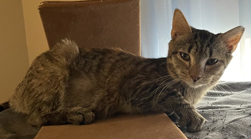 ALEXANDRIA (FCID# 11/05/2025-45 BROOKHAVEN PS) KC - Tabby available for adoption