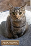 Alexandria (FCID# 11/05/2025 - 45 Trainer) KC - Photo 7