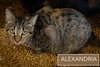 Alexandria (FCID# 11/05/2025 - 45 Trainer) KC - Photo 8
