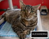 Alexandria (FCID# 11/05/2025 - 45 Trainer) KC - Photo 2