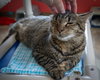 Alexandria (FCID# 11/05/2025 - 45 Trainer) KC - Photo 3