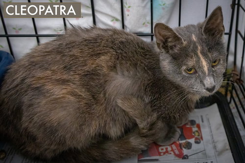 CLEOPATRA (FCID# 11/05/25 - 48 BROOKHAVEN PS) - Dilute Tortoiseshell available for adoption