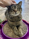 Hector (FCID# 11/10/2025 - 25) Brandywine Petsmart - Photo 2