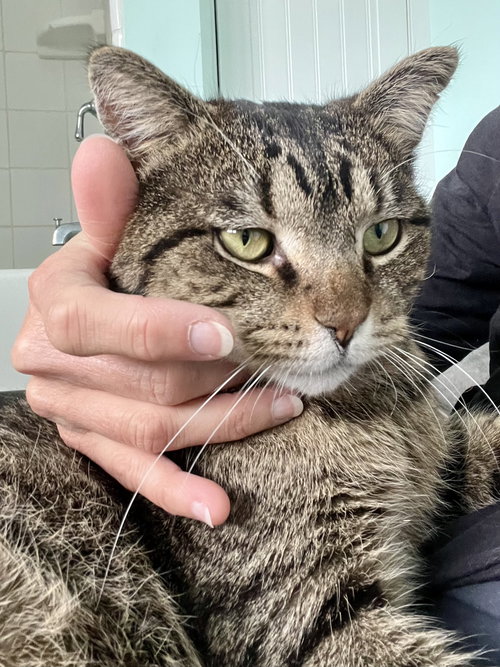 HECTOR (FCID# 11/10/2025 - 25) BRANDYWINE PETSMART - Tabby available for adoption