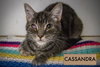 Cassandra (FCID# 11/13/2025 - 48) - Photo 2