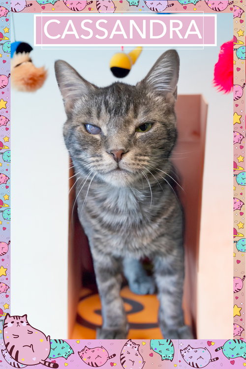 CASSANDRA (FCID# 11/13/2025 - 48) - Tabby available for adoption