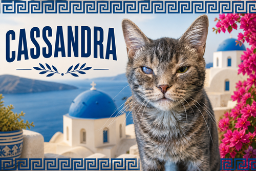 CASSANDRA (FCID# 11/13/2025 - 48 BRANDYWINE PS) - Tabby available for adoption