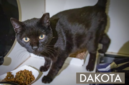 DAKOTA (FCID# 11/13/2025-84) - Domestic Short Hair available for adoption