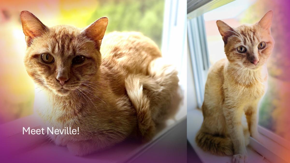 Neville: FeLV+ (FCID# 06/07/2025 - 1) Image