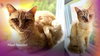 Neville: FeLV+ (FCID# 06/07/2025 - 1) - Photo 1