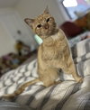 Neville: FeLV+ (FCID# 06/07/2025 - 1) - Photo 2