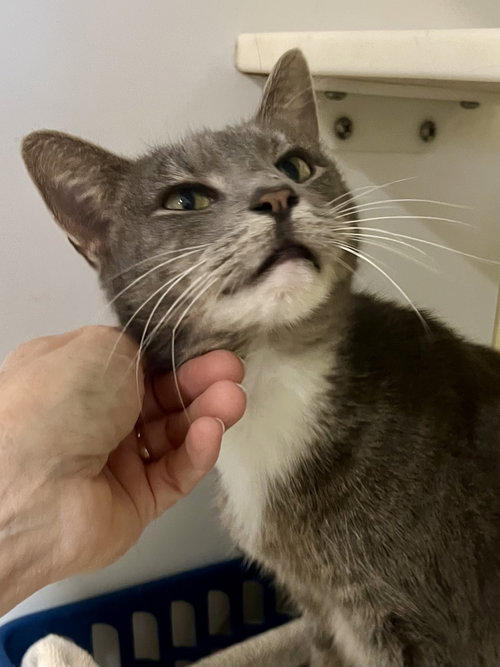 EVIE (FCID# 10/29/2025 - 72) - Tabby / Tuxedo available for adoption