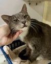 Evie (FCID# 10/29/2025 - 72) - Photo 3
