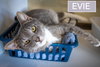 Evie (FCID# 10/29/2025 - 72) - Photo 1