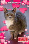 Evie (FCID# 10/29/2025 - 72 Trainer) - Photo 1
