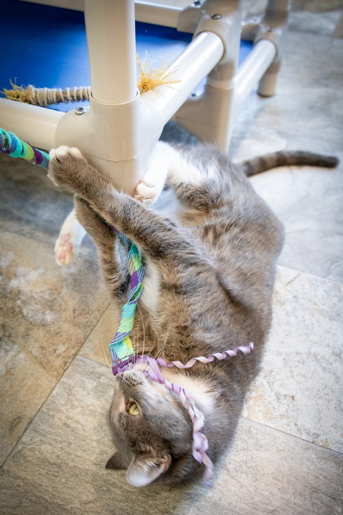 EVIE (FCID# 10/29/2025 - 72 TRAINER) - Tabby / Tuxedo available for adoption
