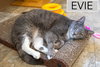 Evie (FCID# 10/29/2025 - 72 Trainer) - Photo 3