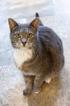 Evie (FCID# 10/29/2025 - 72 Trainer) - Photo 4