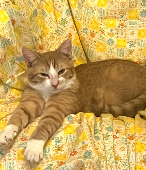 SONNY W/CHER (FCID 09/08/25 - 66) DC - Tabby / Tuxedo available for adoption