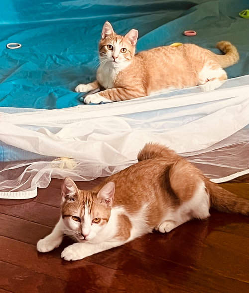 CHER W/SONNY (FCID# 09/17/25 - 1) DC - Tabby available for adoption