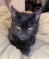 Char (FCID# 11/19/2025 - 81 Trainer) KC - Photo 2