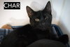 Char (FCID# 11/19/2025 - 81 Trainer) KC - Photo 1