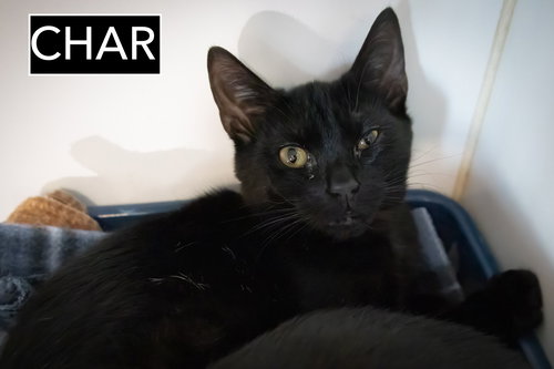 CHAR (FCID# 11/19/2025 - 81 TRAINER) KC - Domestic Short Hair available for adoption