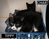 Char (FCID# 11/19/2025 - 81 Trainer) KC - Photo 4