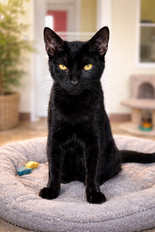 Char & Tippy (FCID# 11/19/25-81,9/8/25-18) KC, an adoptable Domestic Short Hair in Greenville, DE