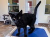 Char & Tippy:bonded (FCID 11/19/25-81,9/8/25-18) - Photo 7