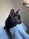 Char & Tippy:bonded (FCID 11/19/25-81,9/8/25-18) - Photo 4